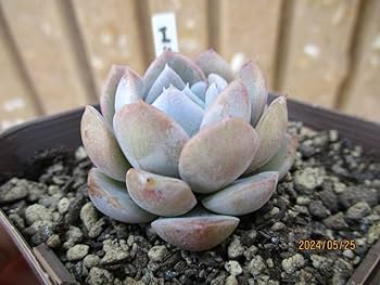 多肉植物 エケベリア クィーンマリア 双頭 抜き苗 クイーンマリア錦 – 多肉植物の通販・販売サイト tawawa